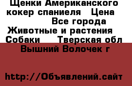 Щенки Американского кокер спаниеля › Цена ­ 15 000 - Все города Животные и растения » Собаки   . Тверская обл.,Вышний Волочек г.